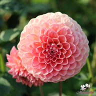 Linda's Baby Dahlia Knöl