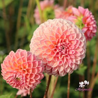 Linda's Baby Dahlia Knöl