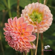 Linda's Baby Dahlia Knöl