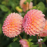 Linda's Baby Dahlia Knöl