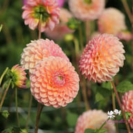 Linda's Baby Dahlia Knöl
