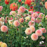 Linda's Baby Dahlia Knöl