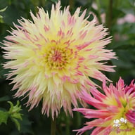 Lindsay Michelle Dahlia Tuber