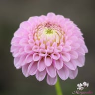 Lipoma Dahlia Knöl