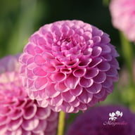 Lipoma Dahlia Knöl