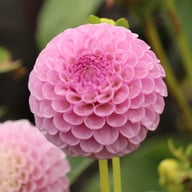 Lipoma Dahlia Tuber