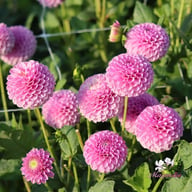 Lipoma Dahlia Knöl
