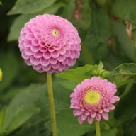Lipoma Dahlia Tuber