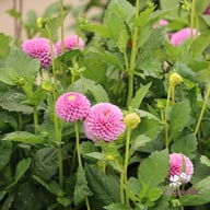 Lipoma Dahlia Knöl