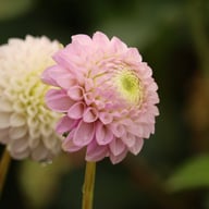 Lipoma Dahlia Tuber