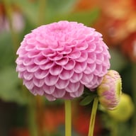 Lipoma Dahlia Tuber