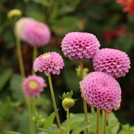 Lipoma Dahlia Tuber
