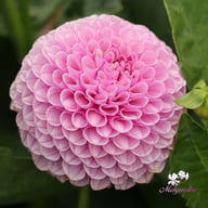 Lipoma Dahlia Knöl