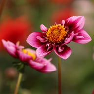 Liquid Desire Dahlia Tuber