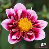 Liquid Desire Dahlia Tuber