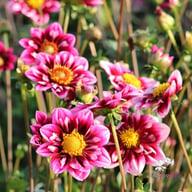 Liquid Desire Dahlia Tuber
