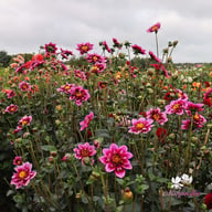 Liquid Desire Dahlia Tuber