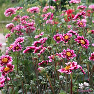 Liquid Desire Dahlia Tuber