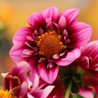 Liquid Desire Dahlia Tuber