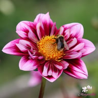 Liquid Desire Dahlia Tuber