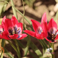 Little Beauty Tulip Bulbs