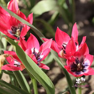 Little Beauty Tulip Bulbs