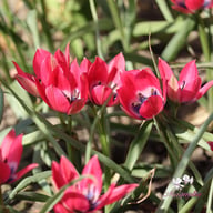 Little Beauty Tulip Bulbs