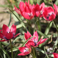 Little Beauty Tulip Bulbs