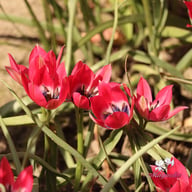 Little Beauty Tulip Bulbs