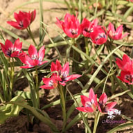 Little Beauty Tulip Bulbs