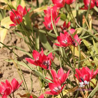 Little Beauty Tulip Bulbs