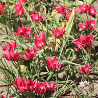 Little Beauty Tulip Bulbs