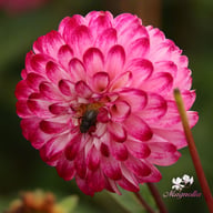 Little Robert Dahlia Tuber
