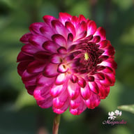 Little Robert Dahlia Tuber