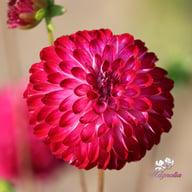 Little Robert Dahlia Tuber
