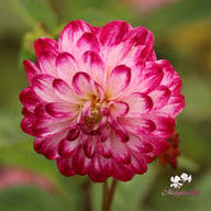 Little Robert Dahlia Tuber
