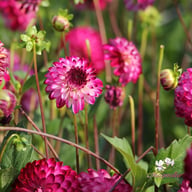 Little Robert Dahlia Tuber