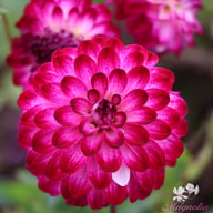 Little Robert Dahlia Tuber