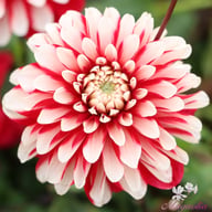 Little Tiger Dahlia Tuber