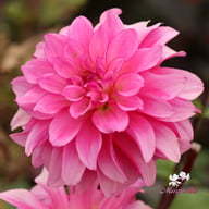 Lizz Baaij Dahlia Knöl