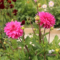 Lizz Baaij Dahlia Knöl