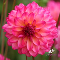 Loe's Dahlia Tuber