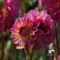 Loe's Dahlia Tuber