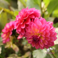 Loe's Dahlia Tuber