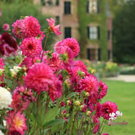 Loe's Dahlia Tuber