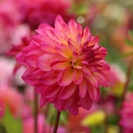 Loe's Dahlia Tuber