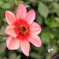 Lou Farman Dahlia Tuber