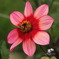 Lou Farman Dahlia Tuber