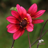 Lou Farman Dahlia Tuber