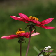 Lou Farman Dahlia Tuber